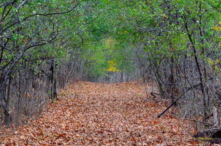Click for larger image
